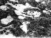 Ruvande Strandpipare (Charadrius hiaticula) 24 Maj 1915
