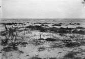 Biotop för mindre strandpipare, Aegiallites minor maj 1900 ??