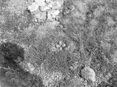 Bo av Ljungpipare, Charadrius apricarius, maj 1908