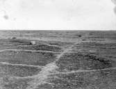 Biotop för Ljungpipare, Charadrius apricarius, Maj 1908