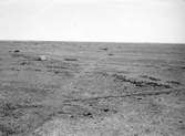 Biotop för Ljungpipare, Charadrius apricarius, 1 maj 1908