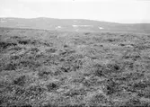 Ljungpipare, Charadrius apricarius häckningsterräng i högfjällen, 18 juni 1909