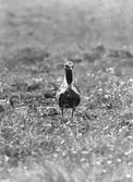 Ljungpipare, Charadrius apricarius nära boet, maj 1931