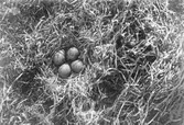Tofsvipsbo, Vanellus cristatus, 4 Maj 1903