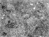 Unge av Topsvipa, Vanellus cristatus, 5 Juni 1908, Tryckande vipunge