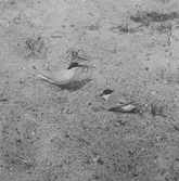 Småtärnehanne med rede till hona i boet.