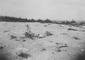 Sterna minuta (småtärna). 24/6-1908