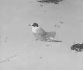 Småtärna (sterna minuta)