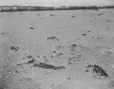 Småtärna (sterna minuta). 6/6-1911