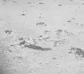 Småtärna (sterna minuta) ruvande på äggen 6/6-1911.