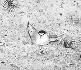 Småtärna (sterna minuta)