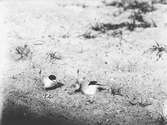 Småtärnepar med ungar 16/6-1918.