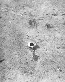 Småtärna med fisk, närmar sig boet. 16/6-1918.