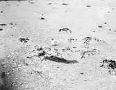 Småtärna vid boet. 6/6-1911.