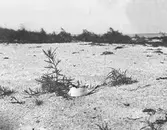 Ruvande småtärna (sterna minuta).