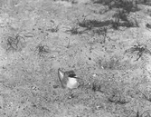 Småtärna med unge och ägg. 16/6-1918