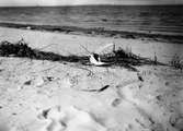 Silvertärna (Sterna arctica) vid boet, maj 1913.