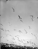 Kentsk tärna (Sterna cantiaca) och skrattmås.