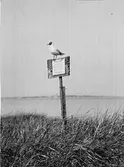Skrattmås (Larus ridibúndus) på anslagstavlan 28/6-1925.