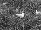 Skrattmås (Larus ridibúndus) 16/5-1920.