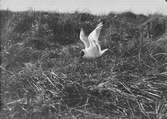 Skrattmås (Larus Rdibúndus) har slagit med vid boet, 20/5-19109.