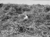 Skrattmås (Larus Rdibúndus) 20/5-1909