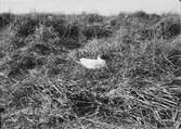 Skrattmås (Larus Rdibúndus) 20/5-1909.