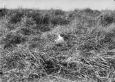 Skrattmås (Larus Rdibúndus) i bo 
20/5-1909.