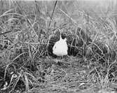 Skrattmås (Larus Rdibúndus) i bo 
5/7-1925.