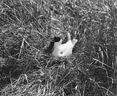 Skrattmås (Larus Rdibúndus) med ett ägg i boet och en unge vid sidan. 
28/6-1919.