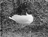 Skrattmås (Larus Rdibúndus) 16/5-1920.