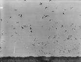 Skrattmås (Larus Rdibúndus) 23/5-1920.