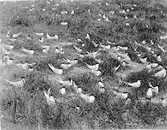 Ett parti av Kentska tärnornas koloni 30/5-1926.