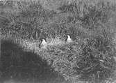 Kentska tärnor (Sterna cantiaca) 
8/6-1917.