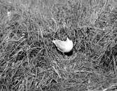 Skrattmås (Larus Rdibúndus) juni 1925.