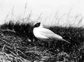 Skrattmås (Larus Rdibúndus) juni 1922.