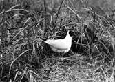 Skrattmås (Larus Rdibúndus) vid bo
5/7-1925