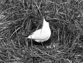 Skrattmås (Larus ridibundus) vid boet
23/5-1920.