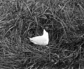 Skrattmås (Larus ridibundus) i bo