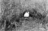 Skrattmås (Larus ridibundus) i bo 
5/7-1925.