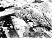 Boplats och bo för fiskmås, Larus Canus 7 maj 1937