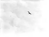 fiskmås, Larus Canus