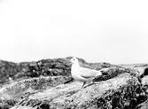 fiskmås, Larus Canus