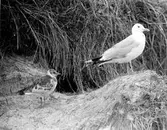 fiskmås, Larus Canus med en skrattmåsunge