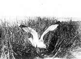 fiskmås, Larus Canus, slår sig ner vid boet. 10 Juni 1917
