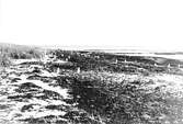 Häckningsterräng, fiskmås, Larus Canus 25 Juni 1923