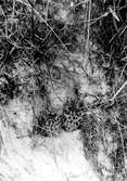 fiskmås dunungar, Larus Canus Gömmande sig i sandbrink. 8 Juli 1921