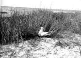 fiskmås, Larus Canus på krönet. Juni 1907