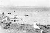fiskmås, Larus Canus och skrattmås på blåsand. 29 Juni 1926