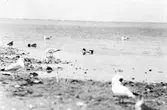 fiskmås, Larus Canus och skrattmås på blåsand. 29 Juni 1926